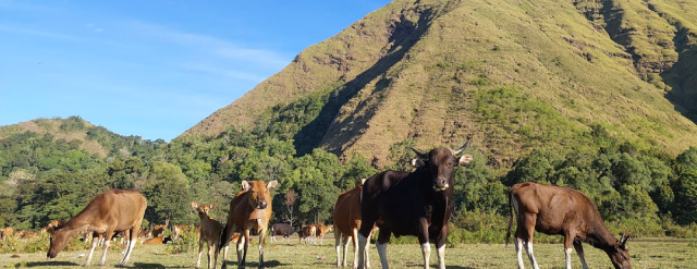 PEsona Savana Dandaun Lombok