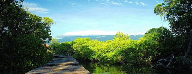 mangrove di gili sulat lombok